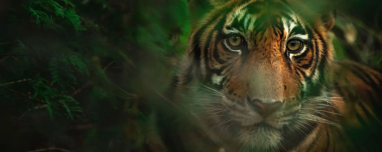 Bandhavgarh Tiger Reserve
