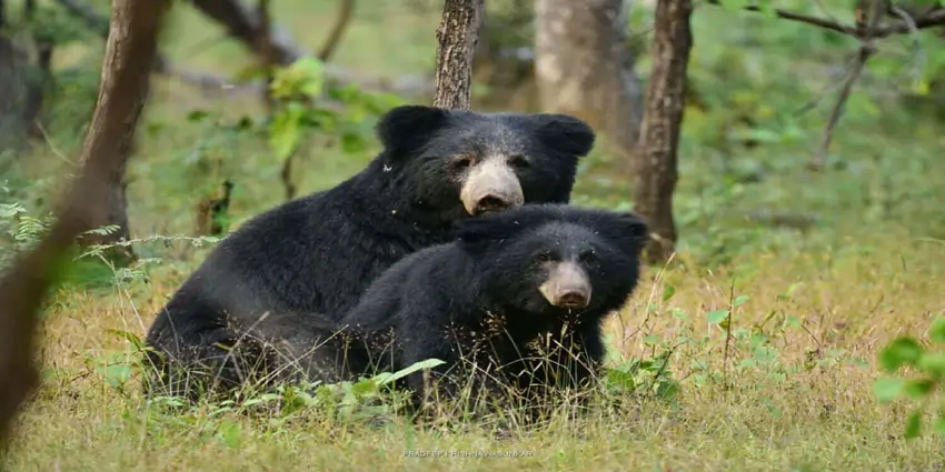 Fauna In Bandhavgarh National Park 
