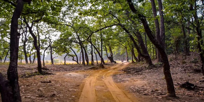 Flora In Bandhavgarh National Park 